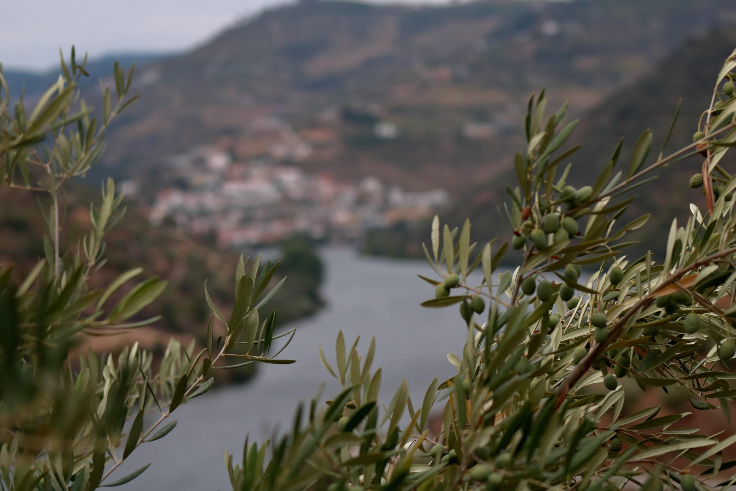 Ervaar Porto en de Douro vallei - 8-daagse fly-drive